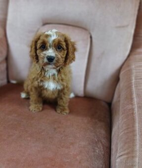 Cavapoo