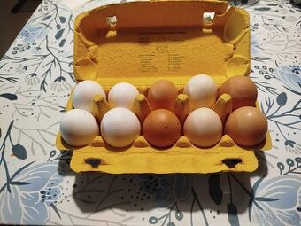 Prodám domácí vajíčka