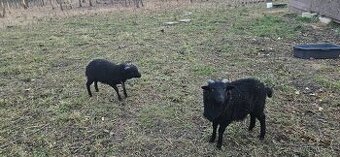 Beránci ze Strážek