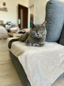 Britský kocour ke krytí