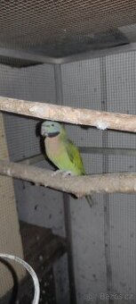 Samička Alexandr růžový vousatý