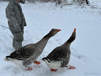 Husa landéská loňský pár