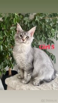 Mainská mývalí holčičky s PP