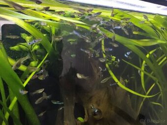 Ancistrus, živorodky