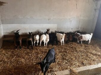 Zdravé kozy ze soukromého chovu