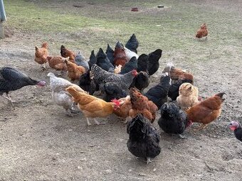 Násadová vejce - dvorkový mix