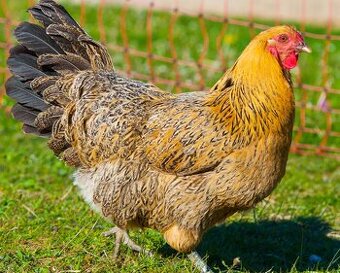 ŠUMAVANKA násadová vejce