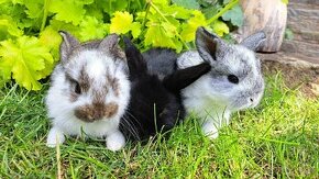 Zakrslý králík, zakrslý králíček beránek - 1