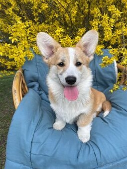Corgi
