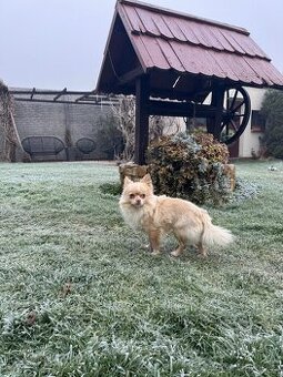 Čivava ke krytí - 1