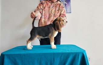 BEAGLE - bigl, beautiful puppies ZKwP/ FCI - 1