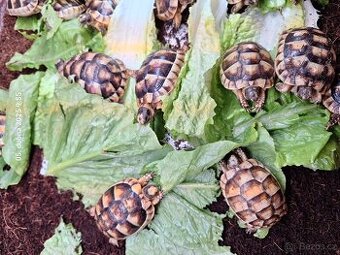 Suchozemská želva VROUBENÁ - Testudo Marginata