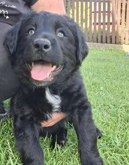 Prodám štěně, kříženec labradora a border kolie
