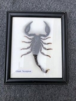 Veleštír ve skle entomologie hmyz štír škorpion