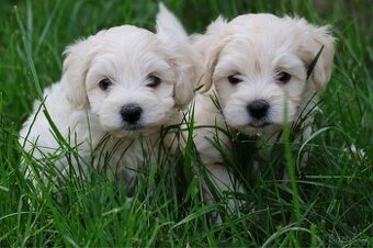 Maltipoo