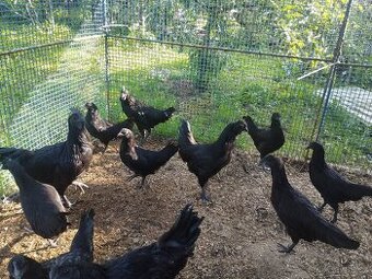 Kohouti Ayam Cemani