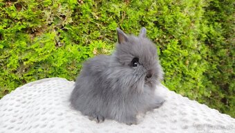 Zakrslý králík, králíček-(TEDDY)-OLAF,OLIVER,OLINA