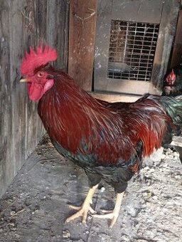 Kohouti🐓