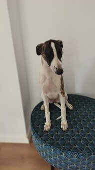 Chart angielski whippet FCI suczka