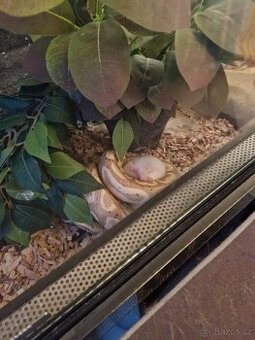 Python regius banana samec - 1