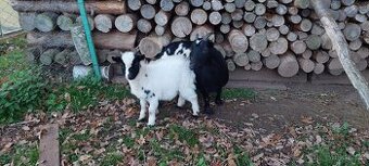 Holandská zakrsla koza