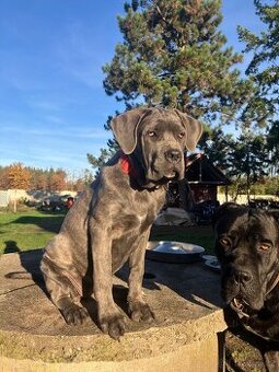 Cane Corso s PP