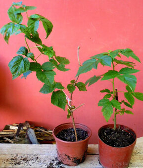 Maliník, zahradní velkoplodé maliny - sazenice