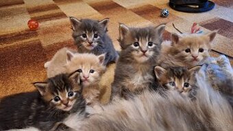 Mainská mývalí koťátka bez PP