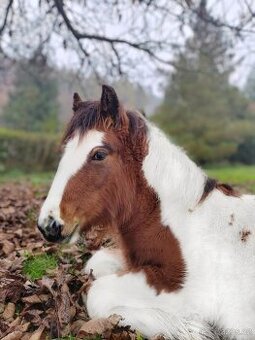 Milionový valášek Irský cob