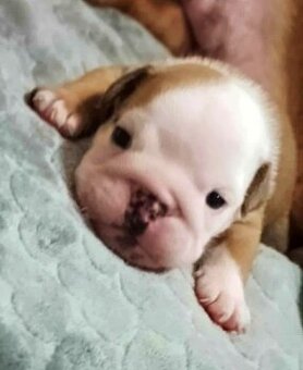 Anglický buldok s PP, štěňátka k rezervaci