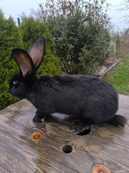 Belgický obr černý