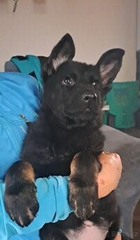 Německý ovčák - štěňata