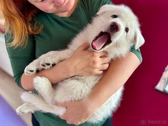 YogaPets - Jóga se štěňátky / štěňaty v Praze