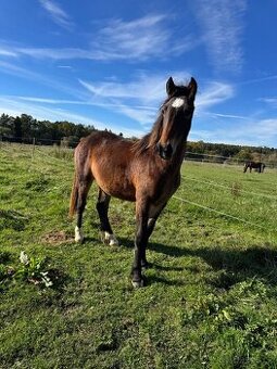 Wpbr kobylka 1,5 roku