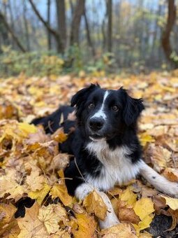 Australský ovčák s PP