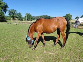 Plemeníci,kobyly arabských plnokrevníků