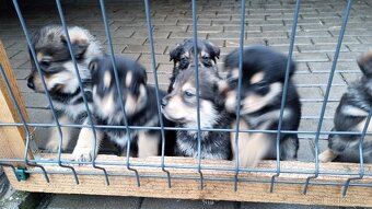 Prodam štěňata Rotvajller - Československý vlčák