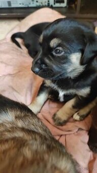 Prodám štěňata menšího růstu