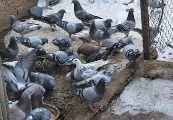 Prodám holuby