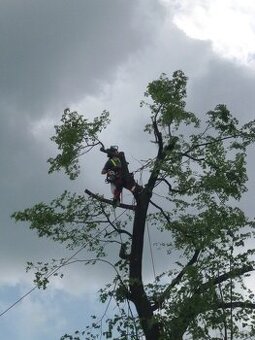 Kácení a ořezy stromů Hranicko