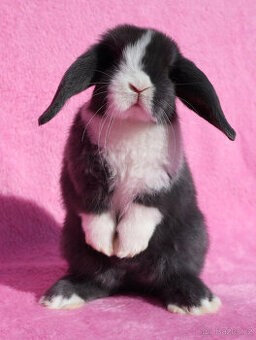 Zakrslý modrooký NHD beránek maličká samička s VP.