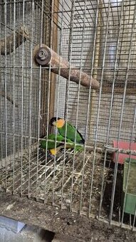 Amazonek černotemenný