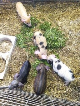 Prodám selata Kune kune/čínské klapouché