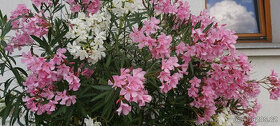 oleandr - dvoubarevný, bílá a růžová, výška 300 cm