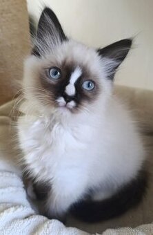 Ragdoll kotátka bez PP