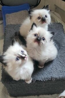 Ragdoll kocourek bez PP