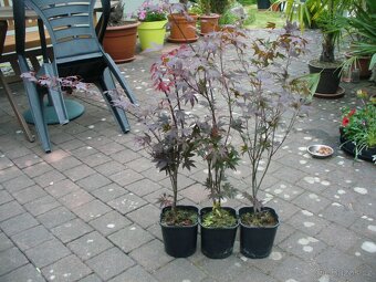 Javor Atropurpureum