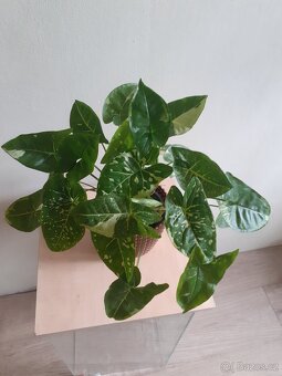 Syngonium 4 - 1