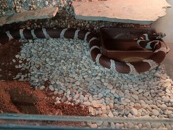 Lampropeltis California - 1
