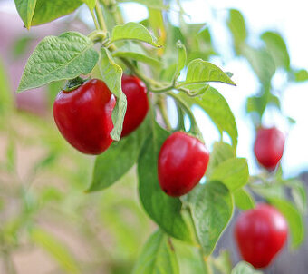 Sazenice chilli Mini Rocoto Red